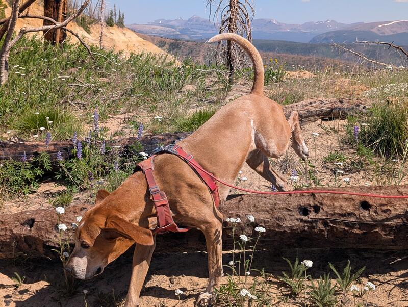 Jumping over a log Copper jumps over a log
