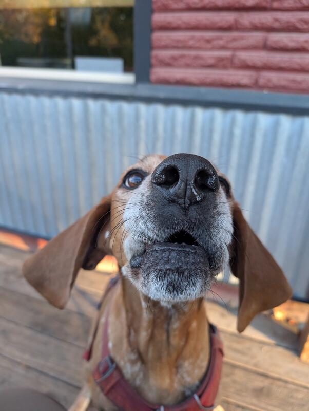 Copper, the redtick coonhound